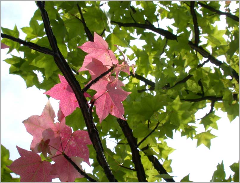 sweet gum, leaves