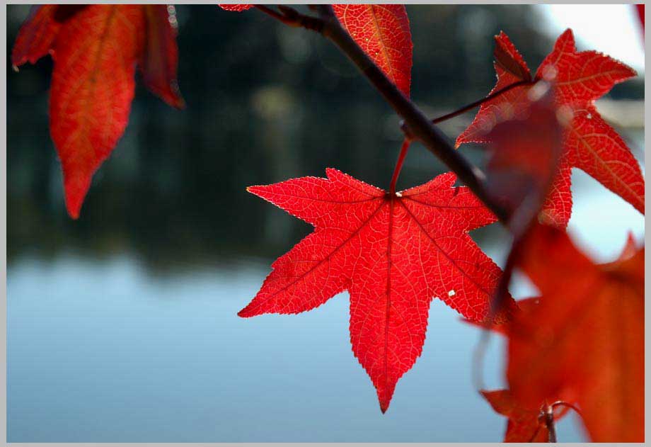 sweetgum fall