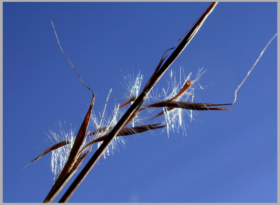 little blue, seeds