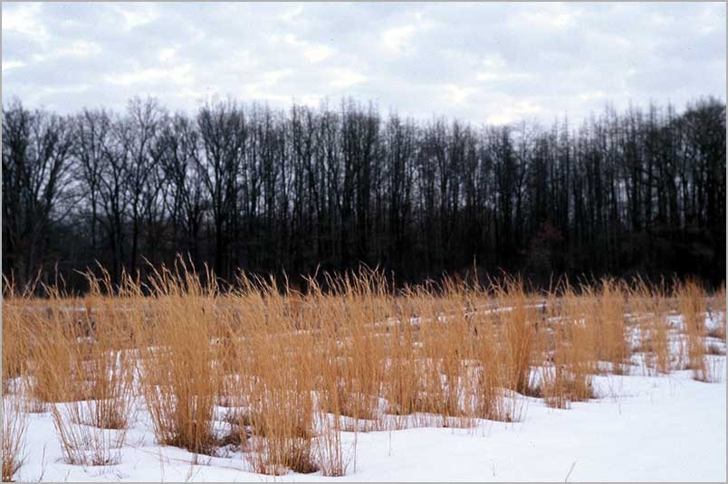 little blue, winter field