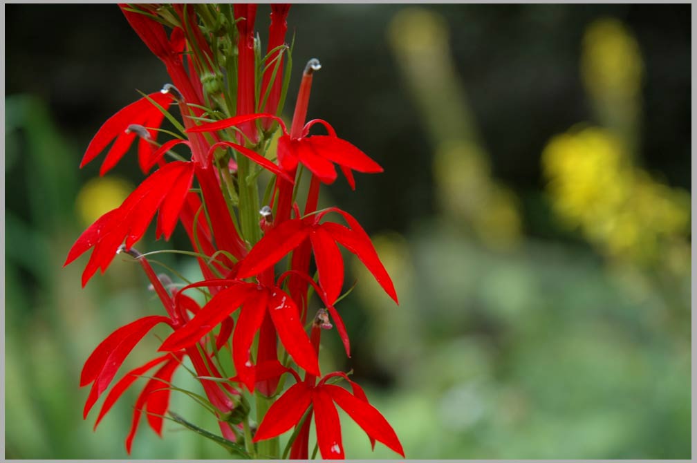 lobelia carinalis