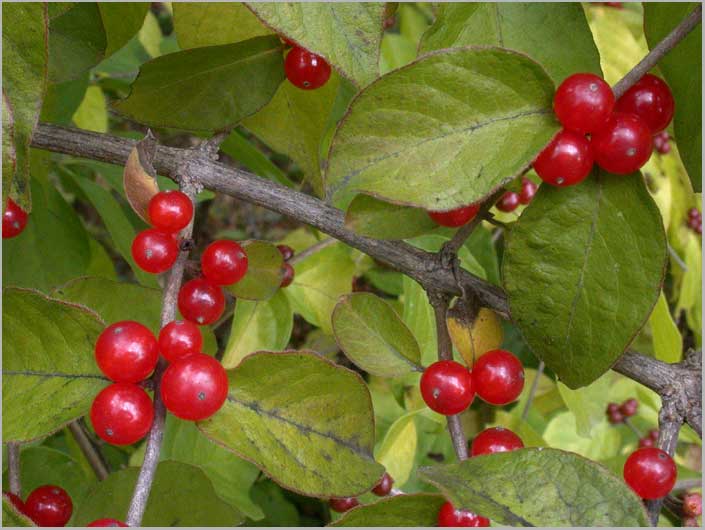 Amur Honeysuckle