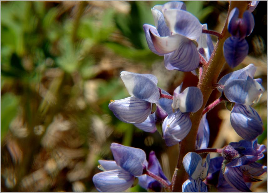 wild blue lupine