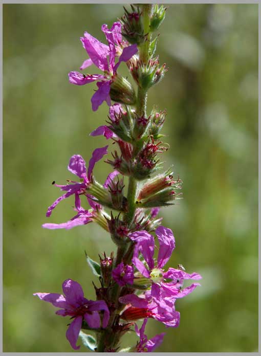 purple loosestrife