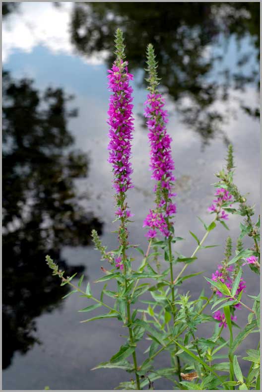 purple loosestrife