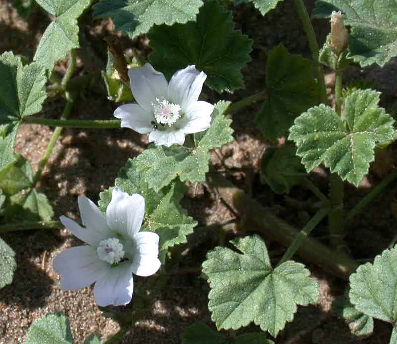 mallow