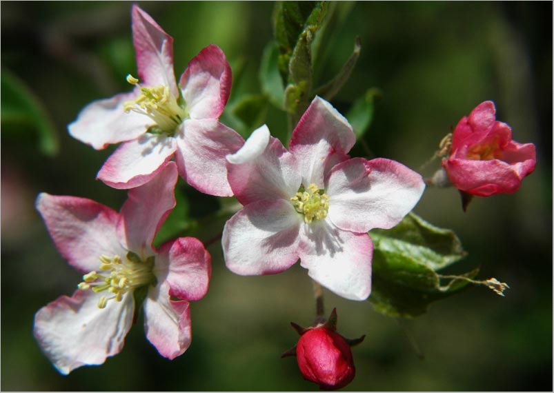 wild apple