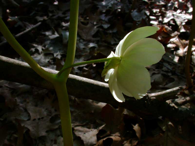 may mayapple