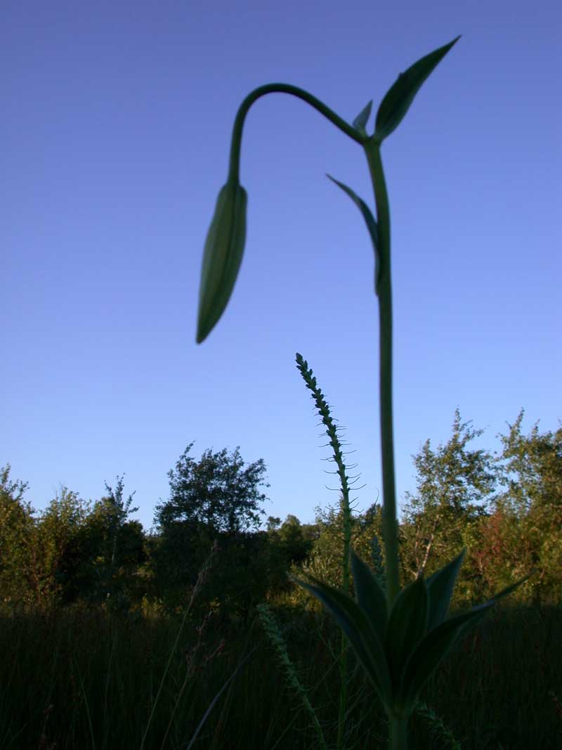 lily unfolding