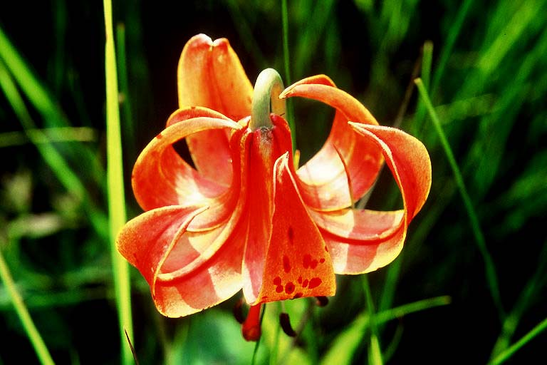 Michigan Lily, Late July Aspect