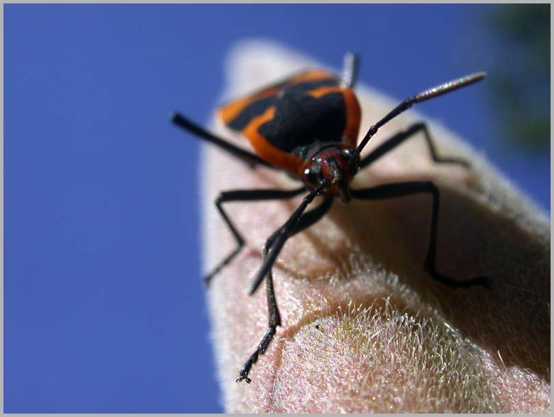 milkweed bug