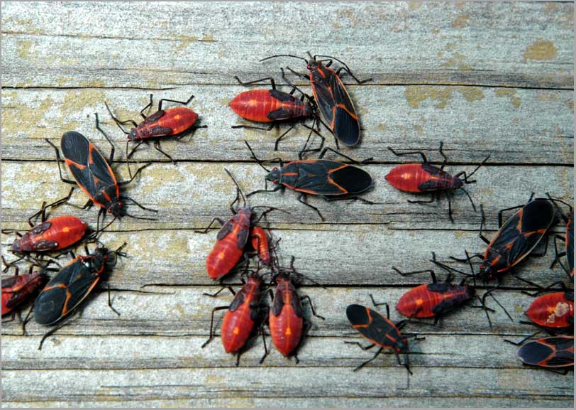 milkweed bugs