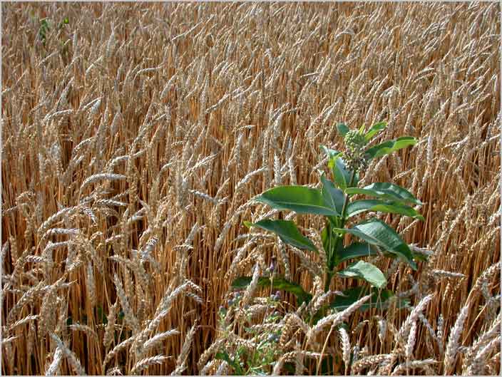 milkweed-in-wheat