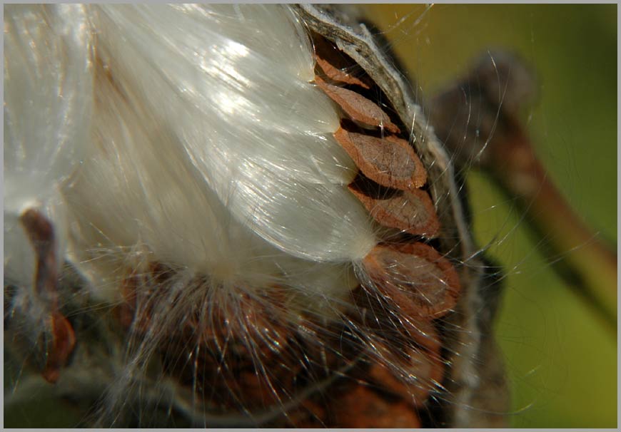 milkweed, natural packaging