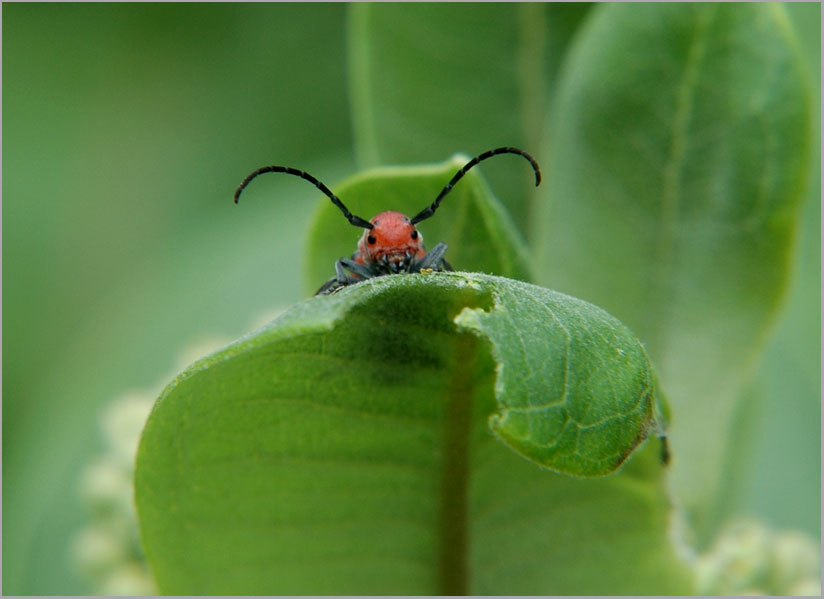 milkweed bug