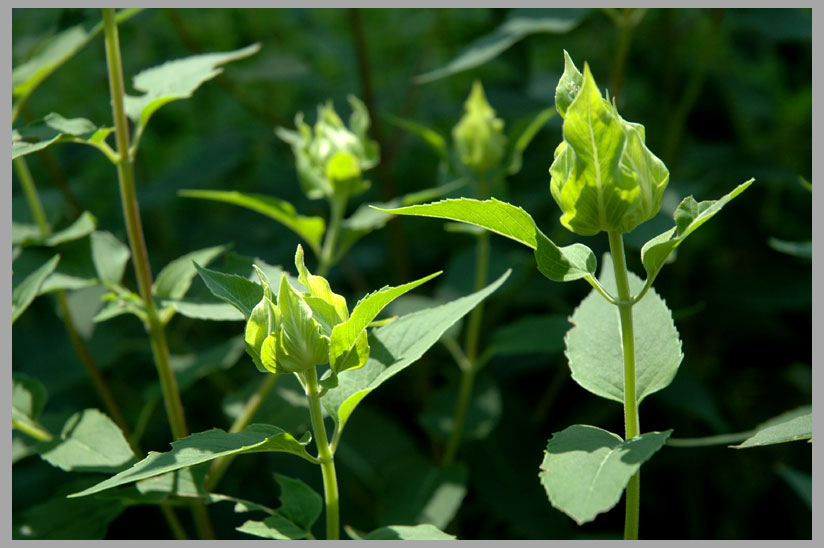 wild bergamot,  bracts