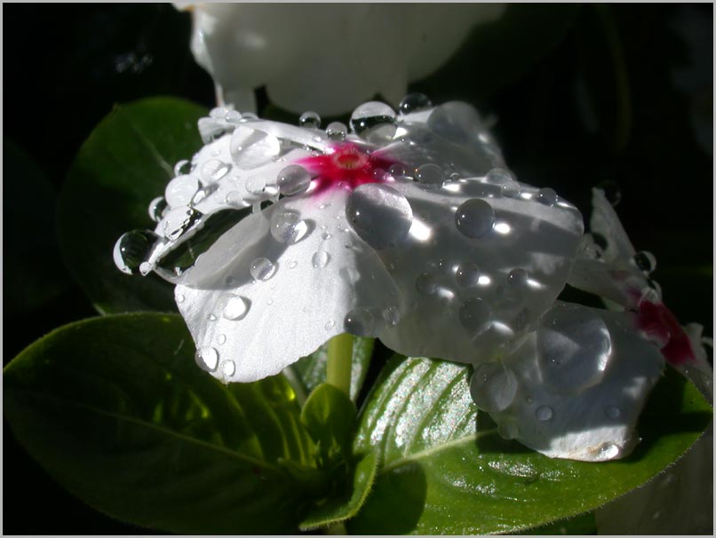 morning waterdrops