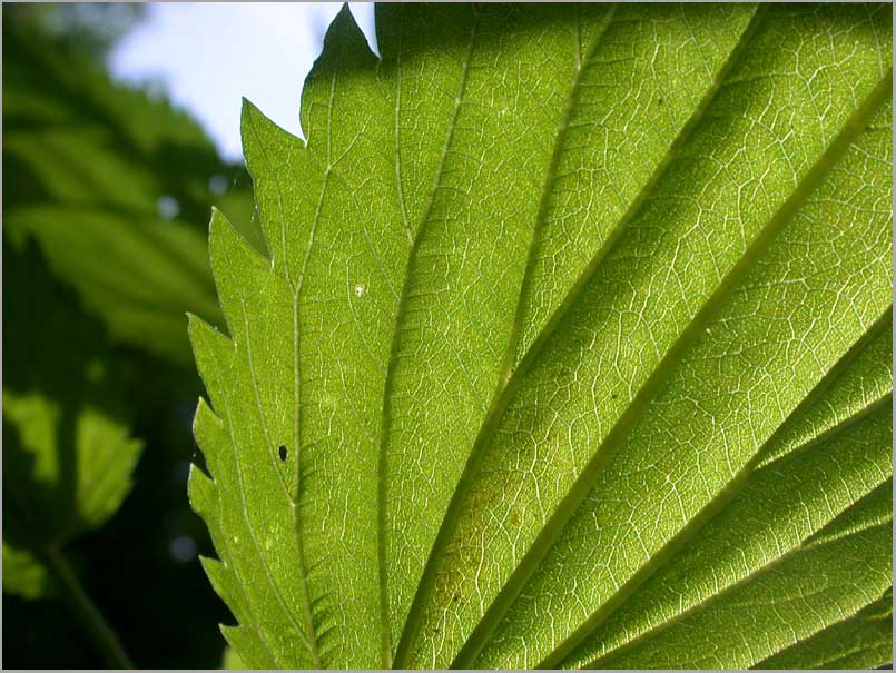 burning nettle, leaf