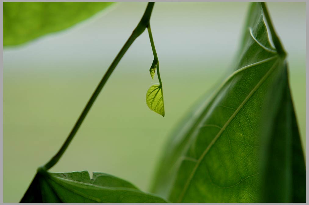 new leaf, redbud