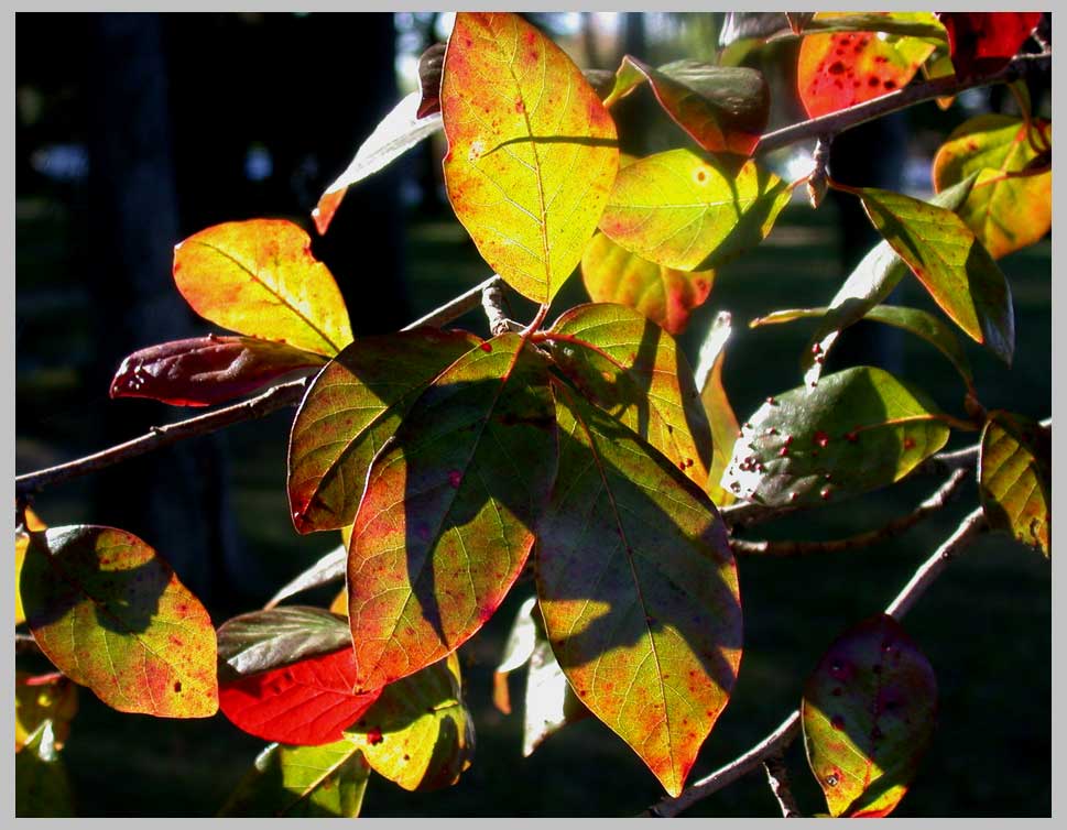 black gum fall