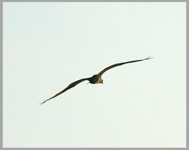 osprey