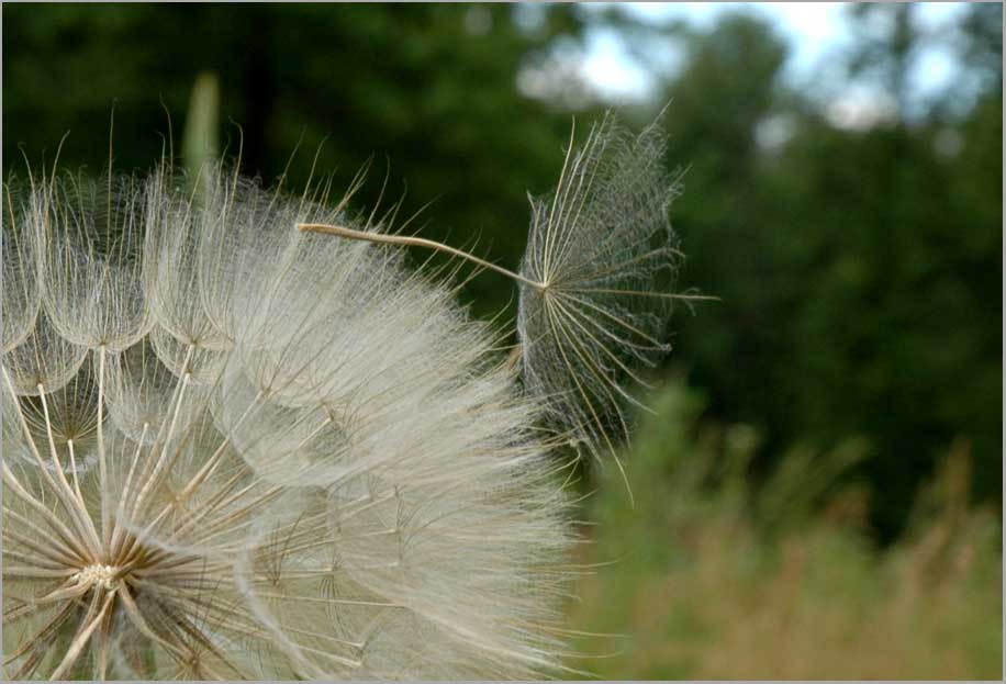 pappus, gaotsbeard