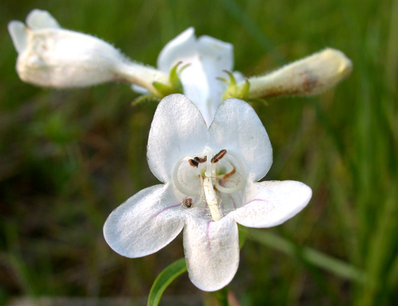 penstemon