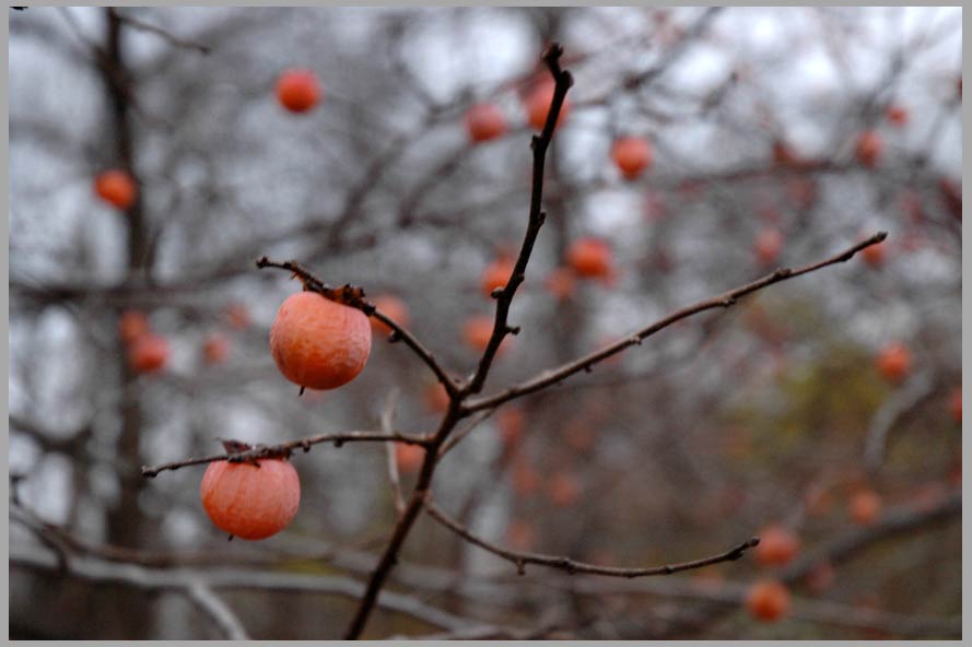 november persimmon