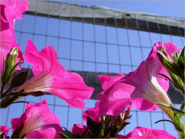 august petunias