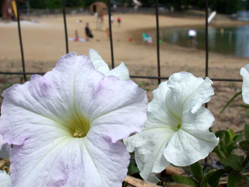 petunias at the beach