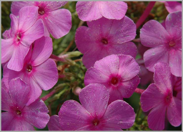 phlox, topview