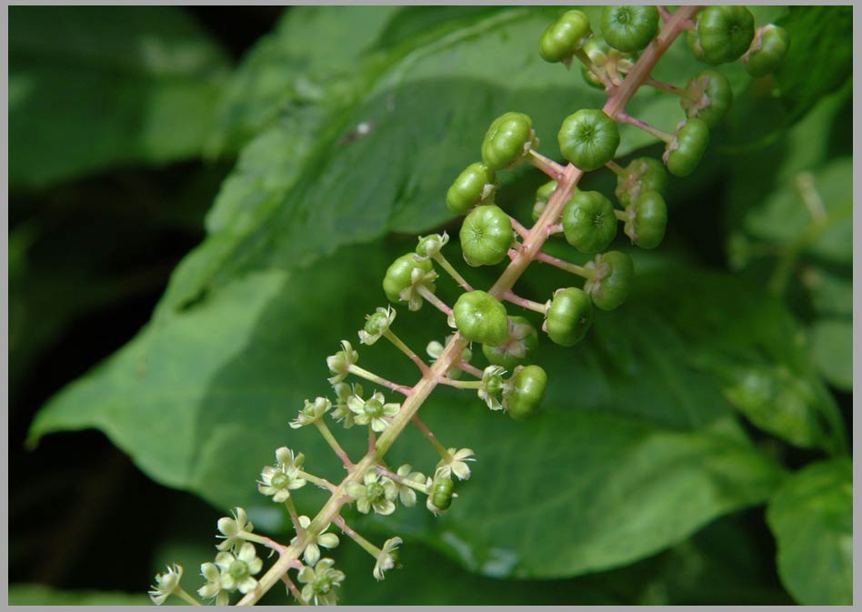 pokeweed