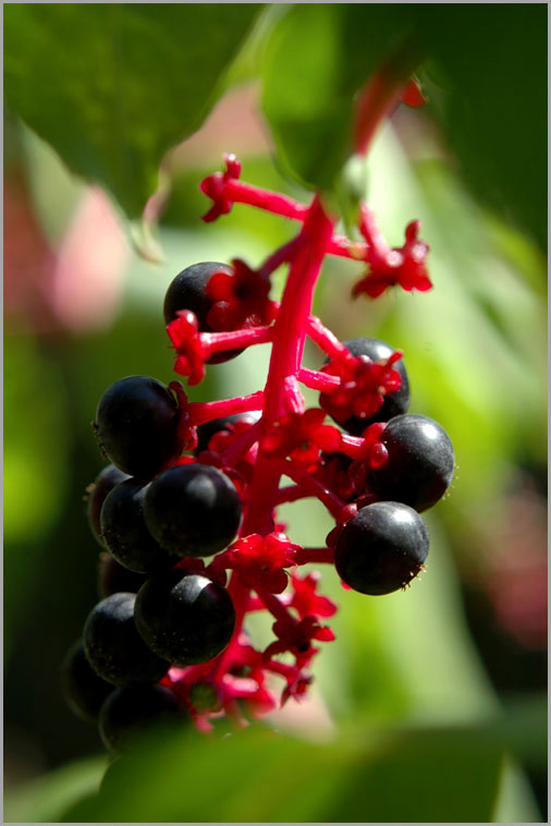 pokeweed