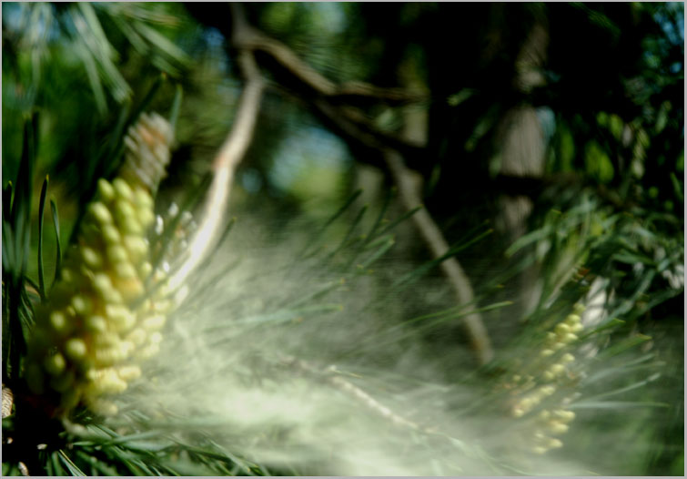 pine pollen