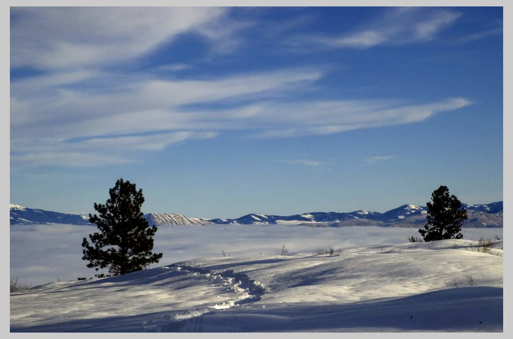 Two Ponderosas above Pine Valley Inversion