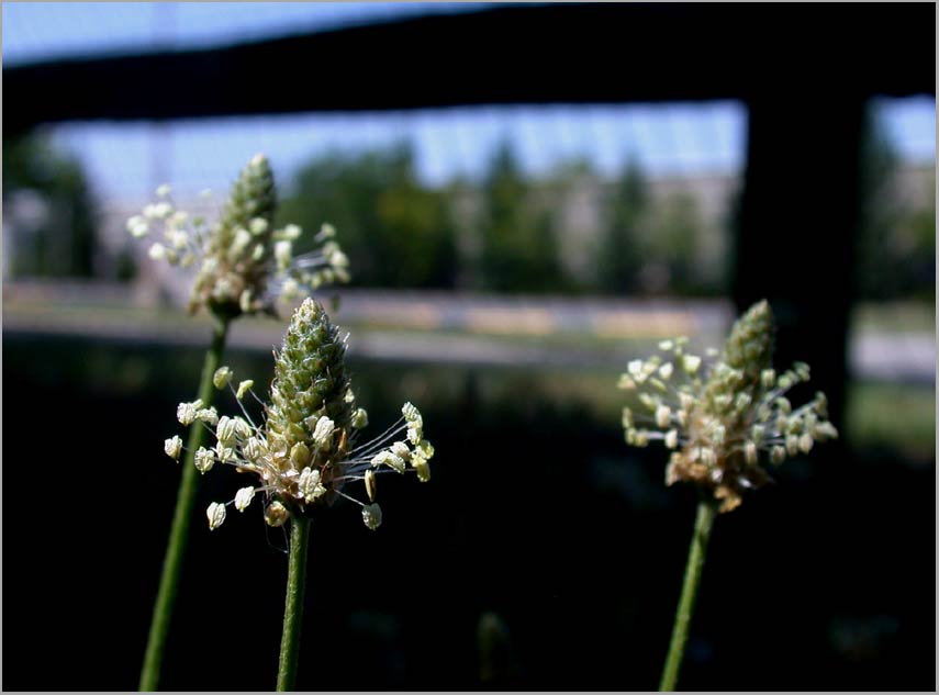 plantago