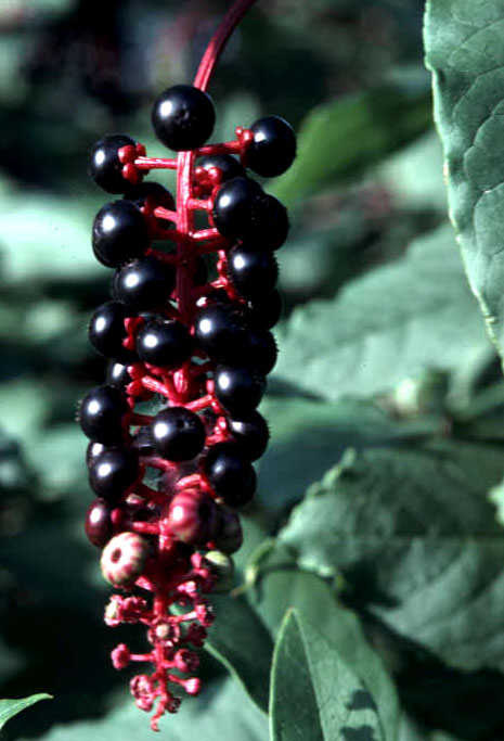 Pokeweed, September aspect