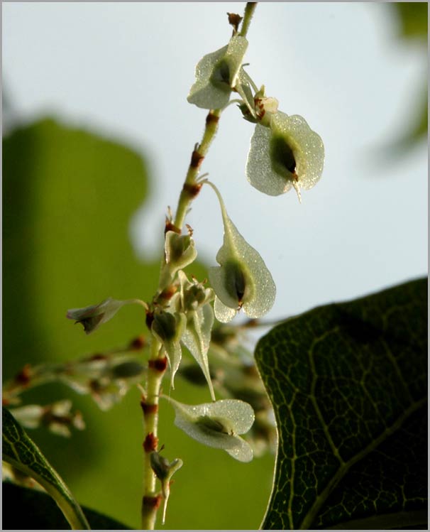 japanese knotweed