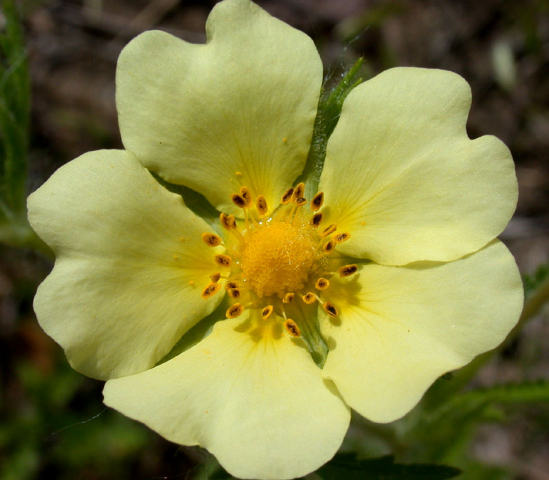 rough-fruited cinquefoil