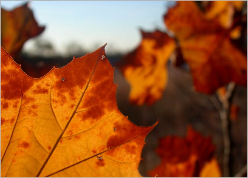 sycamore leaf, detail . . .