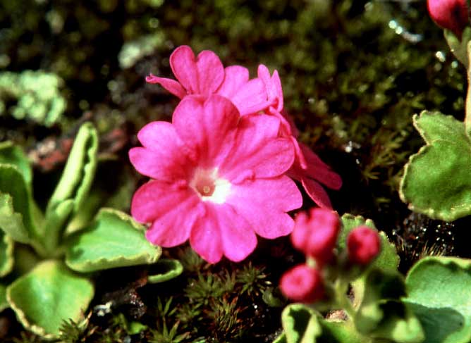 primula spring