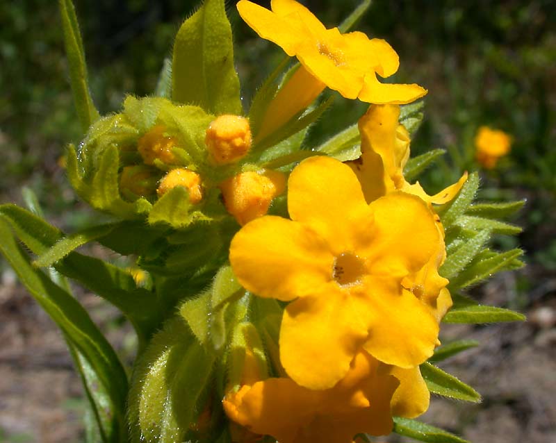 puccoon!