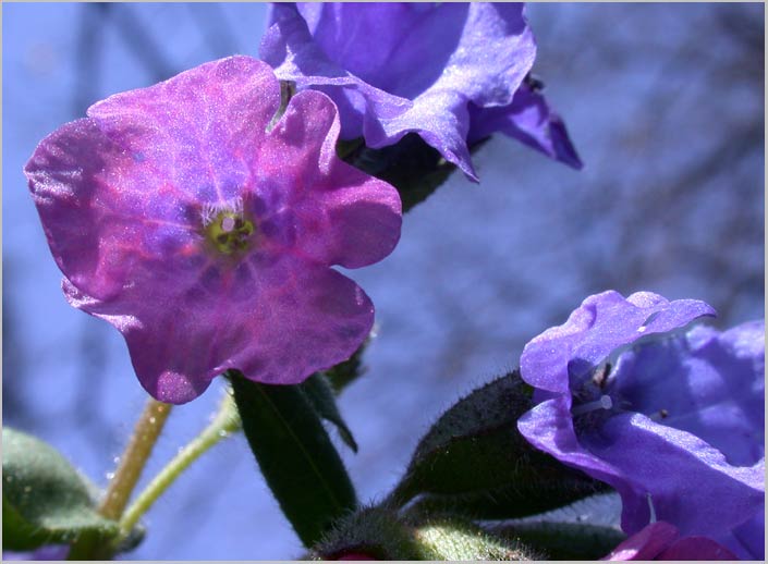 garden lungwort