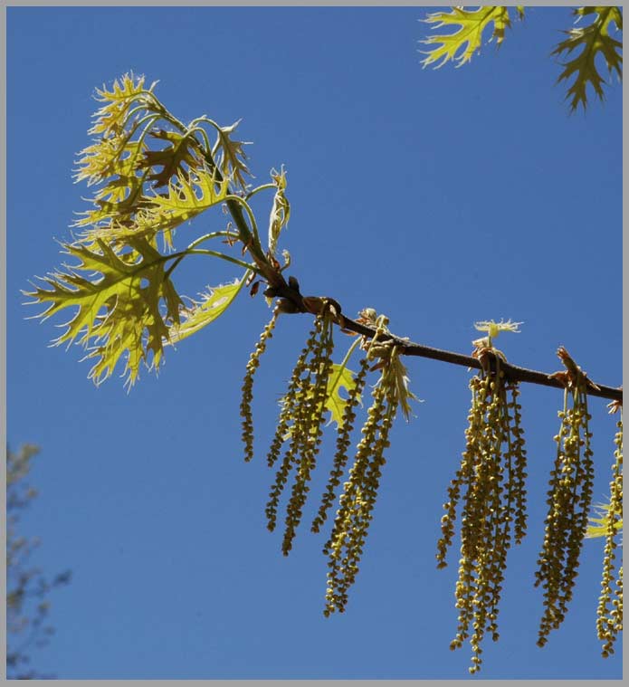 oak, male flowers