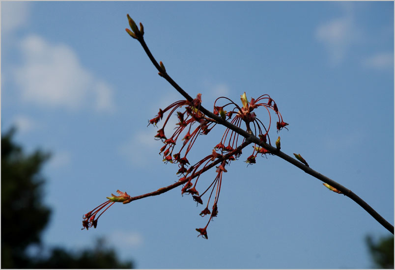 red maple