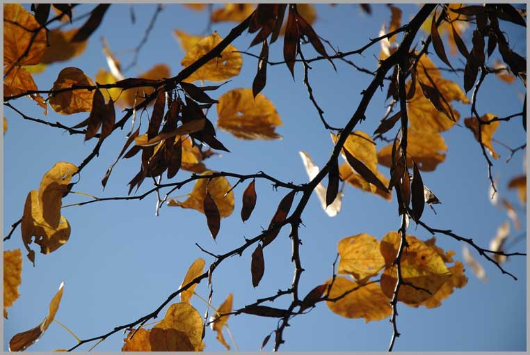 redbud fall