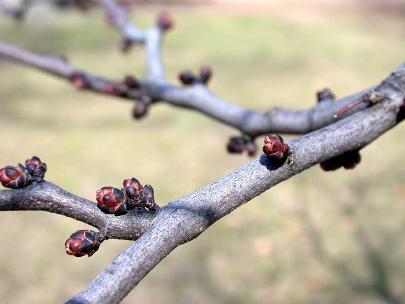 redbud, buds opening