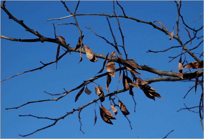 redbud seedpods