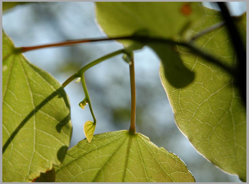 redbud, new laef