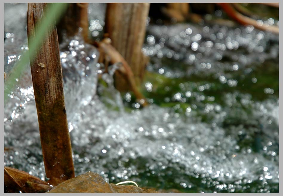 still reed, shimmering sparkles